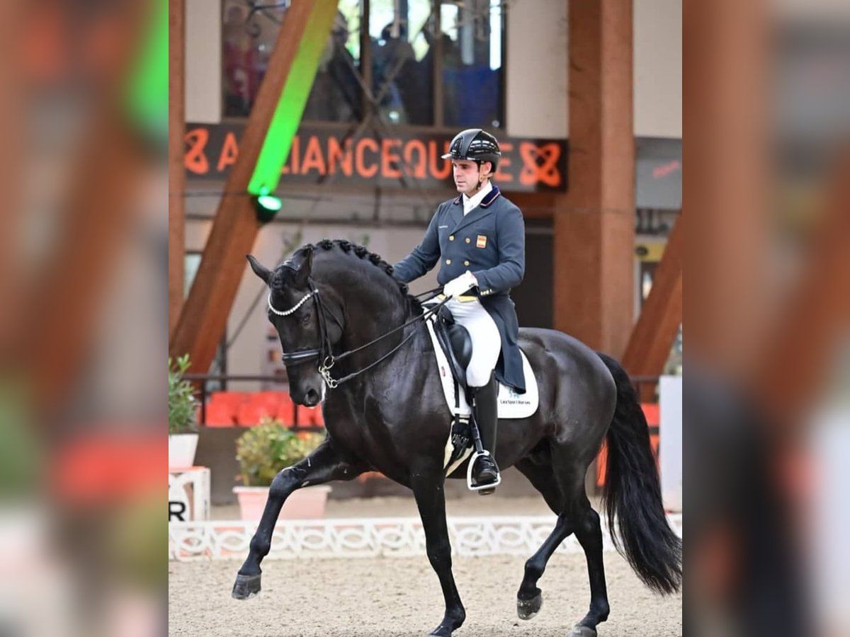 Hannoveriano Caballo castrado 10 años 171 cm Negro in Hamburg Sankt Georg