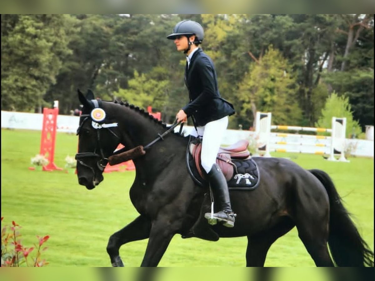 Hannoveriano Caballo castrado 10 años 171 cm Negro in Leipzig