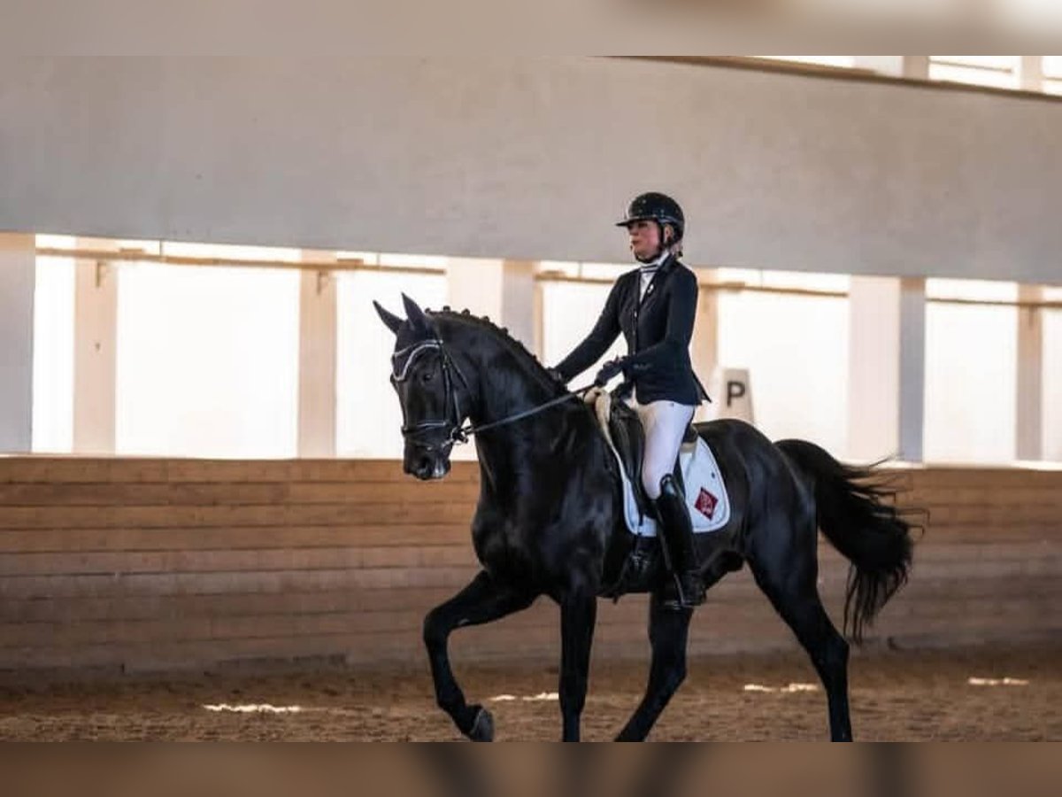 Hannoveriano Caballo castrado 10 años 171 cm Negro in Stuttgart Stuttgart-Mitte