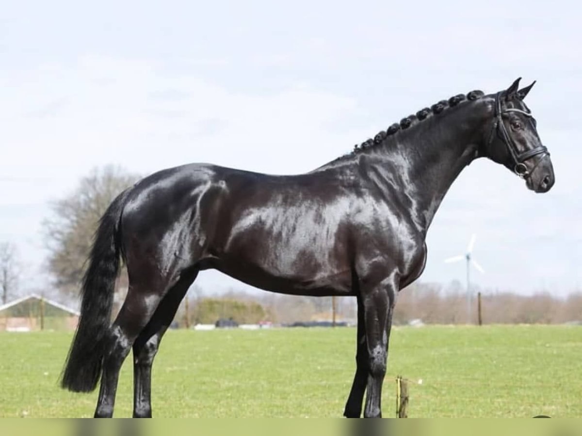 Hannoveriano Caballo castrado 10 años 171 cm Negro in Leipzig