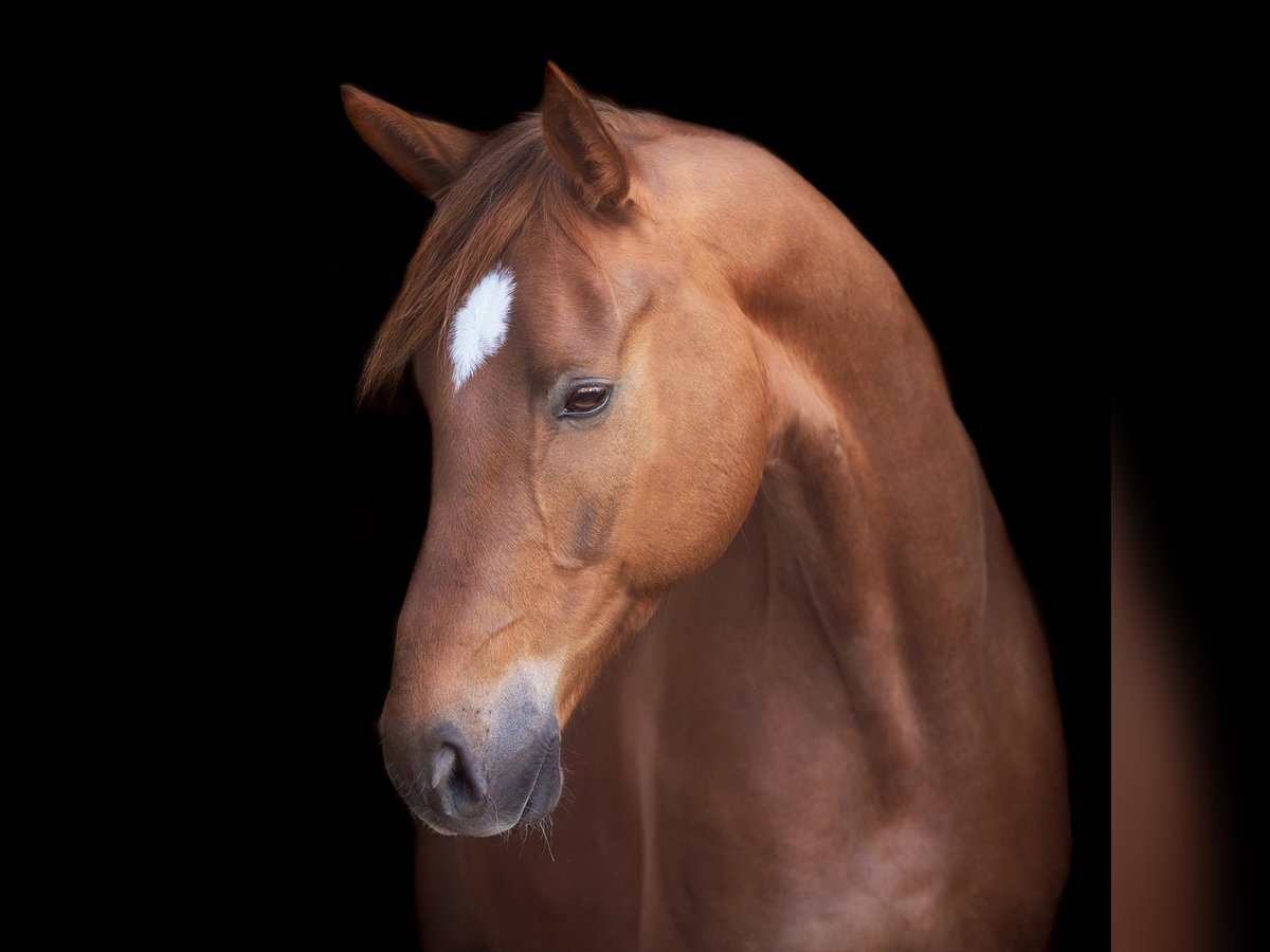 Hannoveriano Caballo castrado 10 años 172 cm Alazán in Sch&#xF6;nwalde