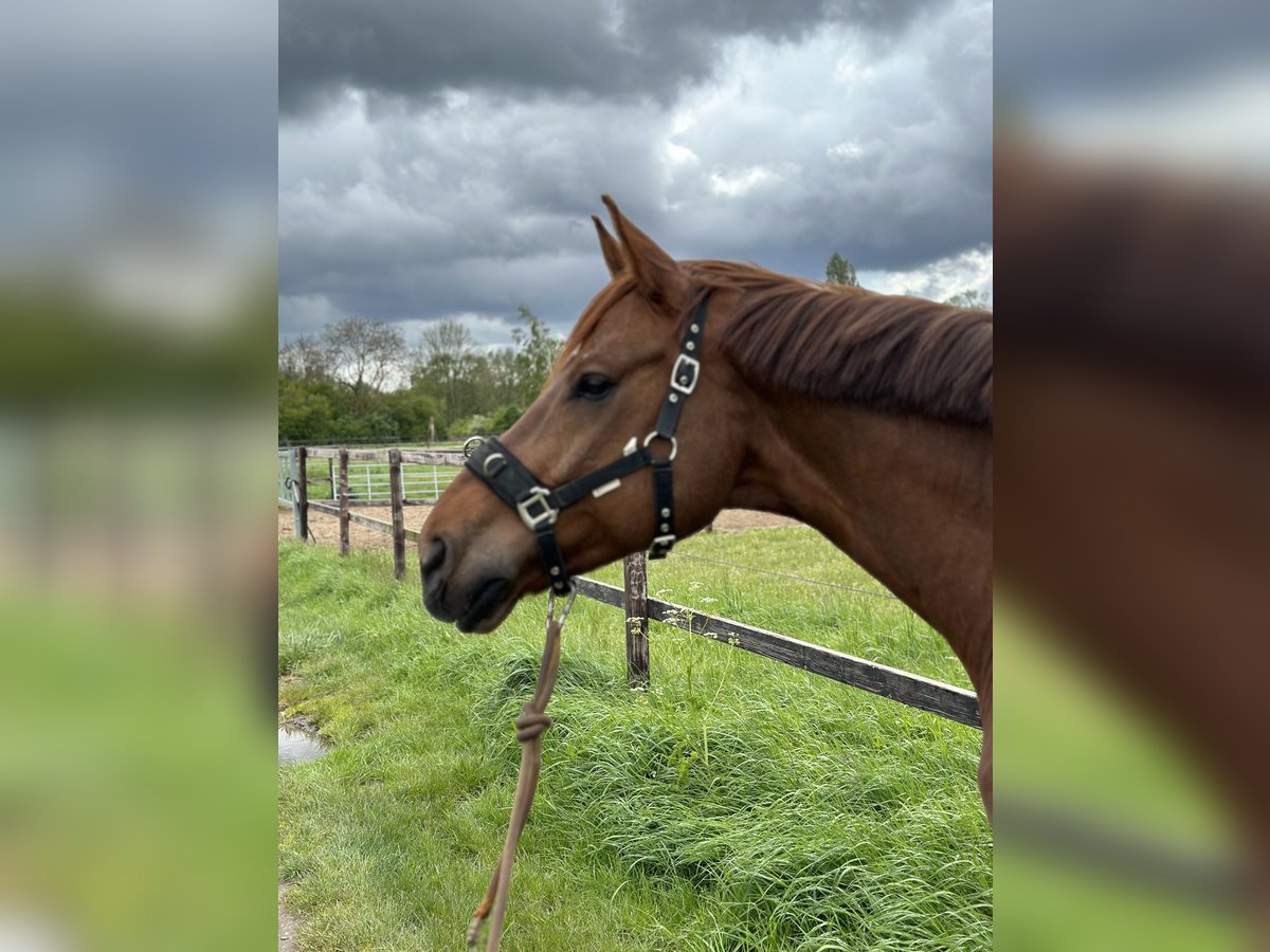 Hannoveriano Caballo castrado 10 años 172 cm Alazán in Meerbusch