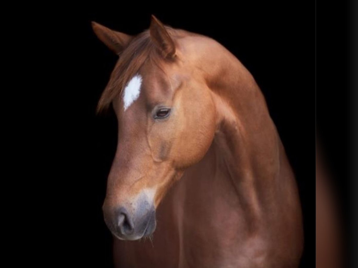 Hannoveriano Caballo castrado 10 años 172 cm Alazán in Schönwalde