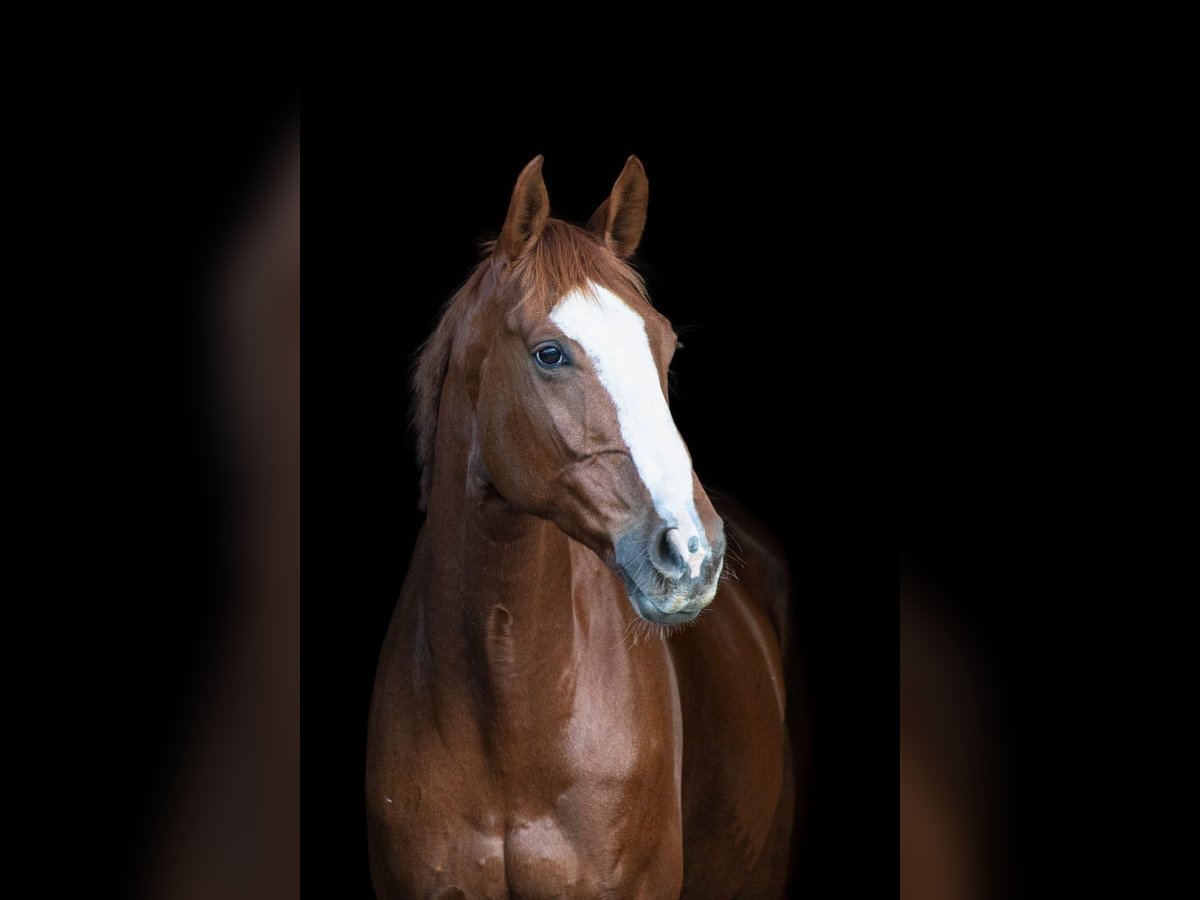 Hannoveriano Caballo castrado 10 años 172 cm Alazán in Bottrop