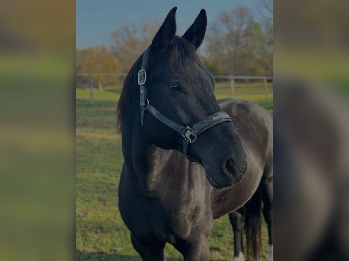 Hannoveriano Caballo castrado 10 años 172 cm Negro in Traismauer