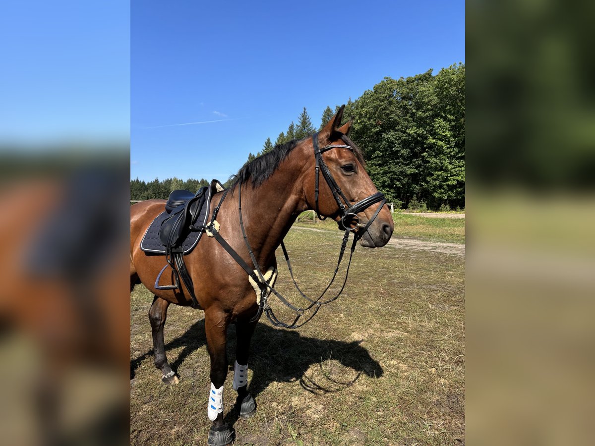 Hannoveriano Caballo castrado 10 años 173 cm Castaño in Delmenhorst