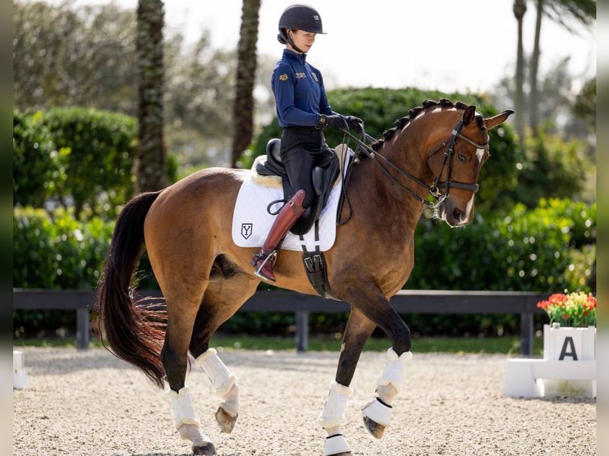 Hannoveriano Caballo castrado 10 años 173 cm Castaño rojizo in Wellington