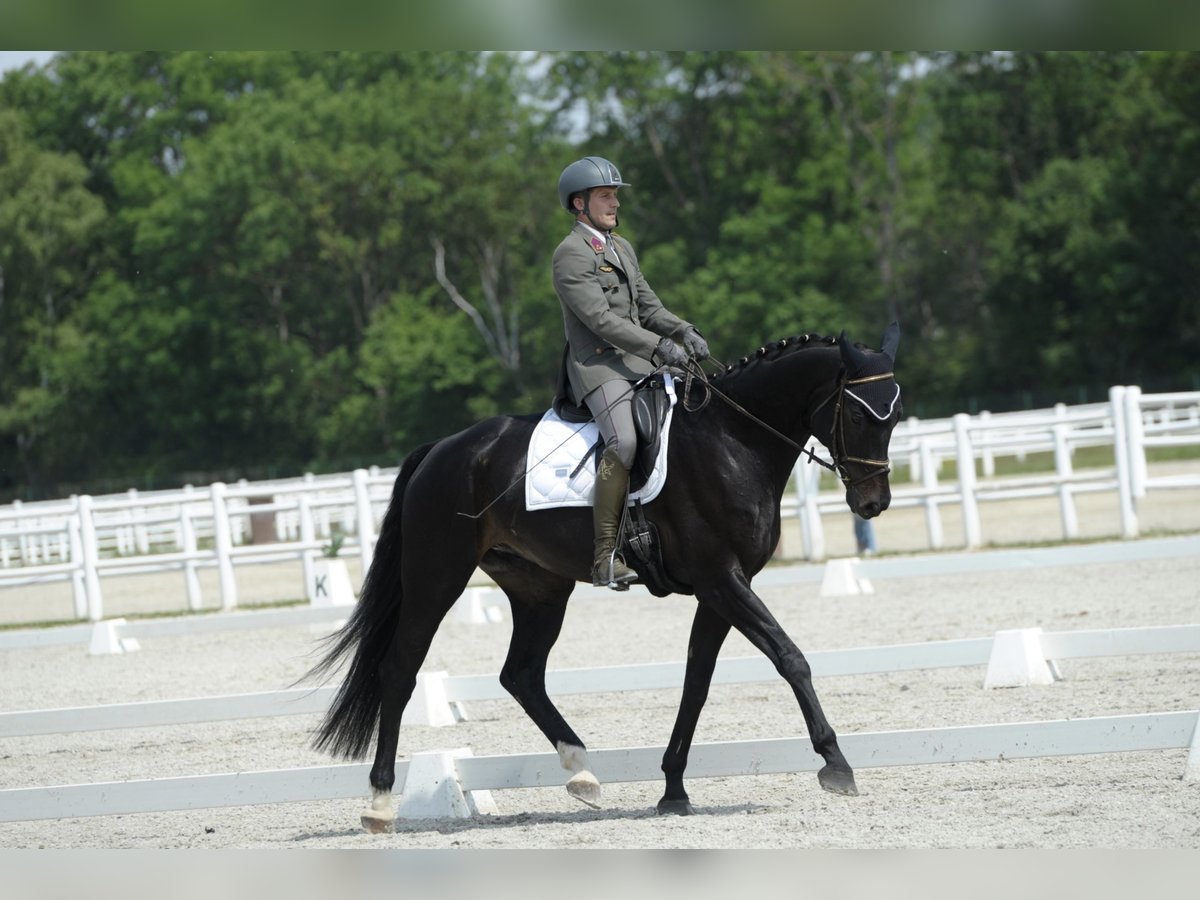 Hannoveriano Caballo castrado 10 años 173 cm Negro in Wien, Leopoldstadt