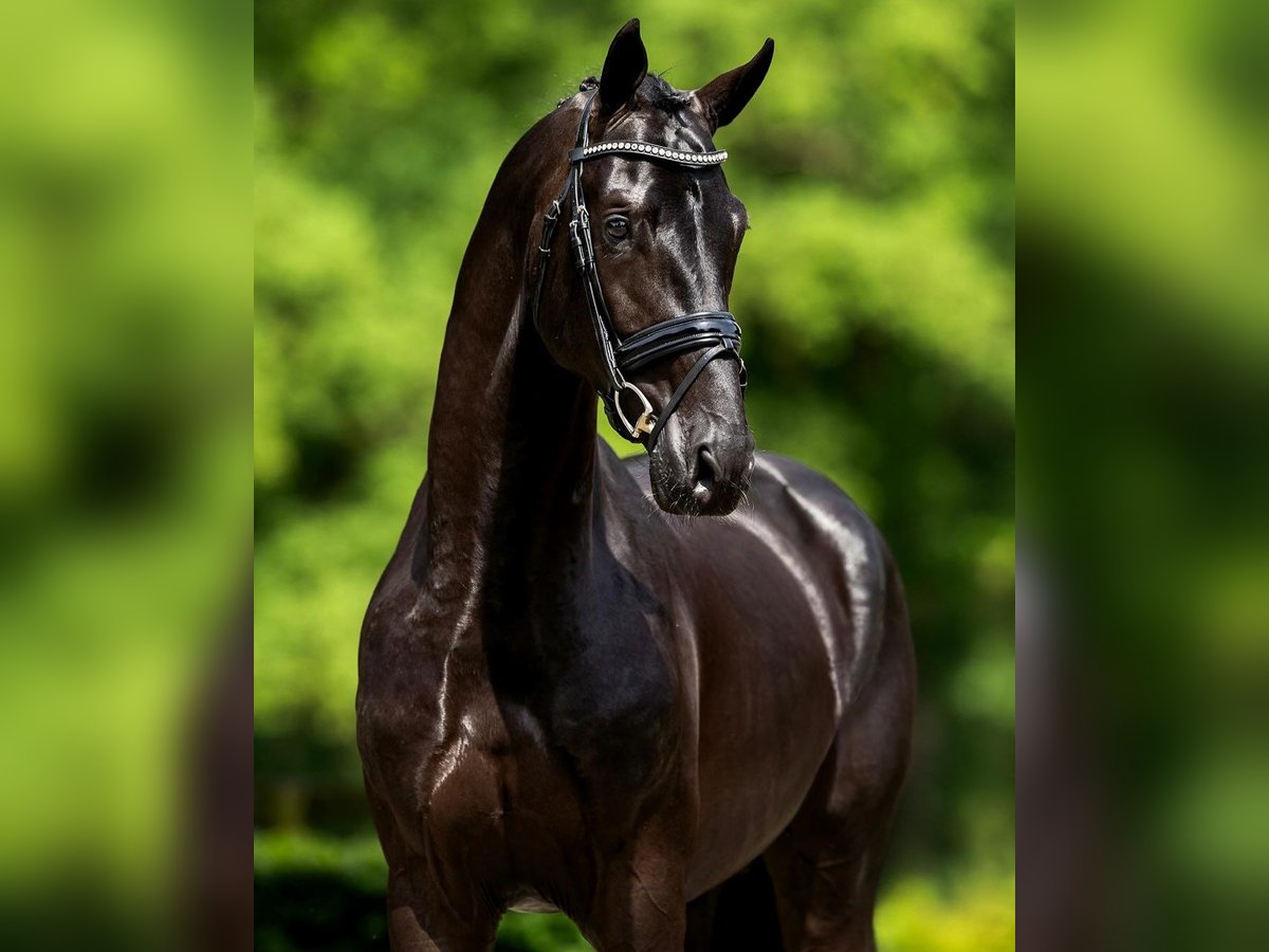 Hannoveriano Caballo castrado 10 años 173 cm Negro in Dresden