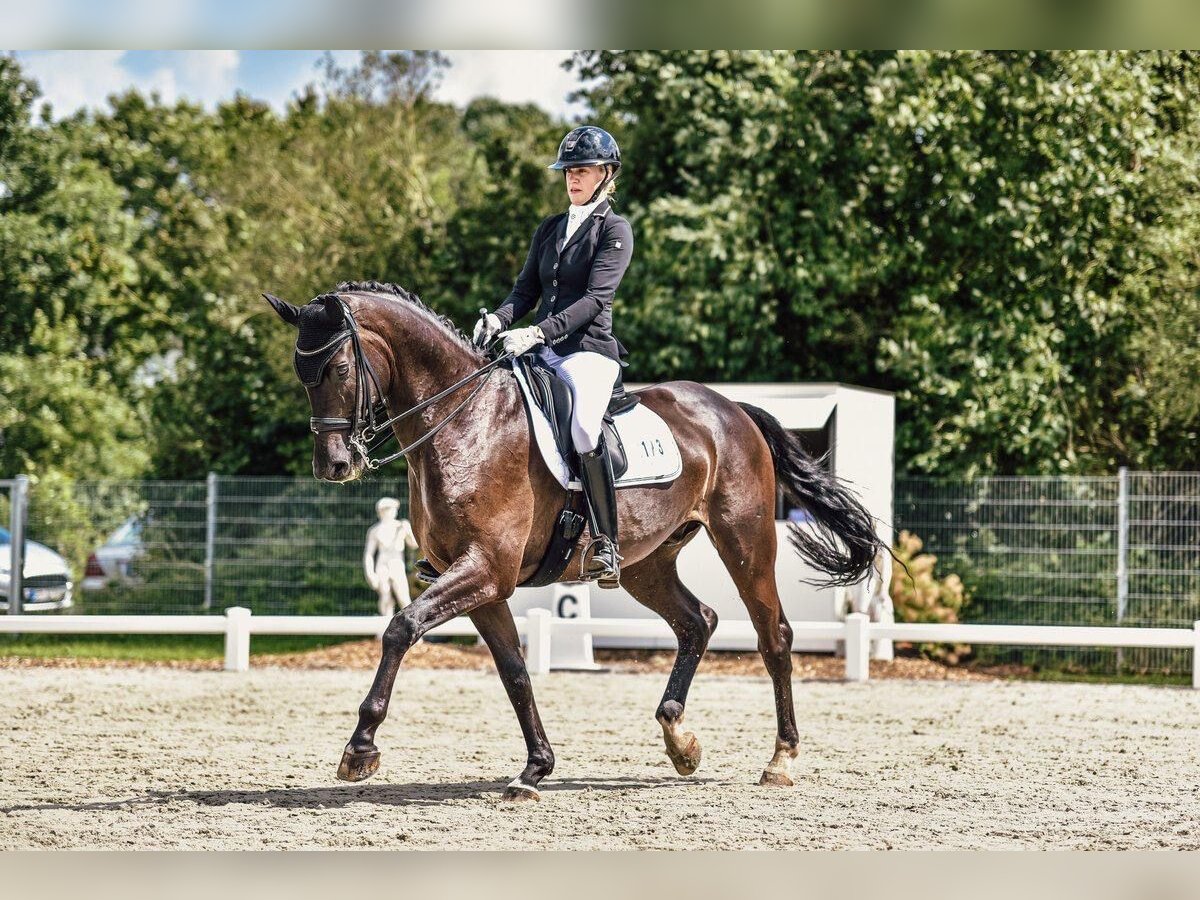 Hannoveriano Caballo castrado 10 años 174 cm Negro in Bad Zwischenahn