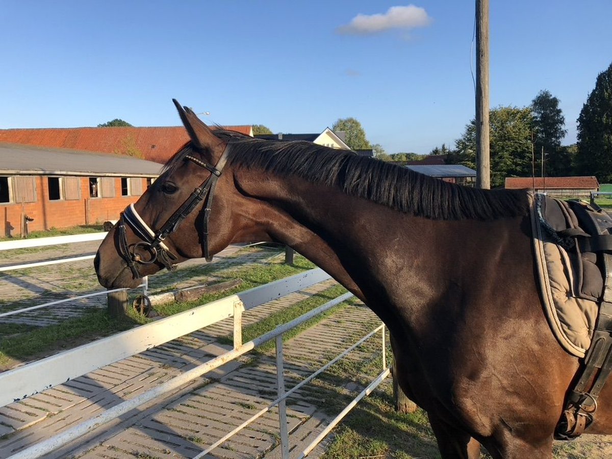 Hannoveriano Caballo castrado 10 años 175 cm Castaño oscuro in Bassum
