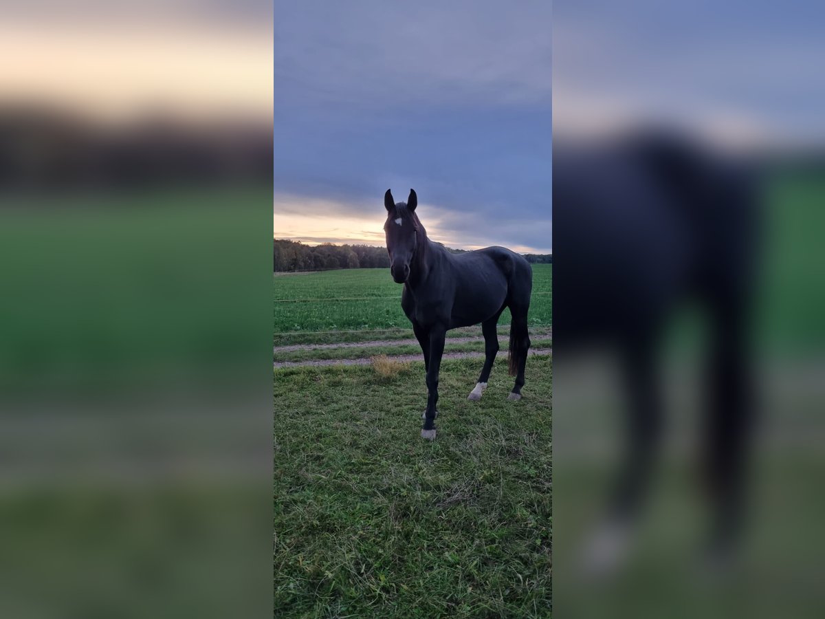 Hannoveriano Caballo castrado 10 años 182 cm Negro in Zwickau