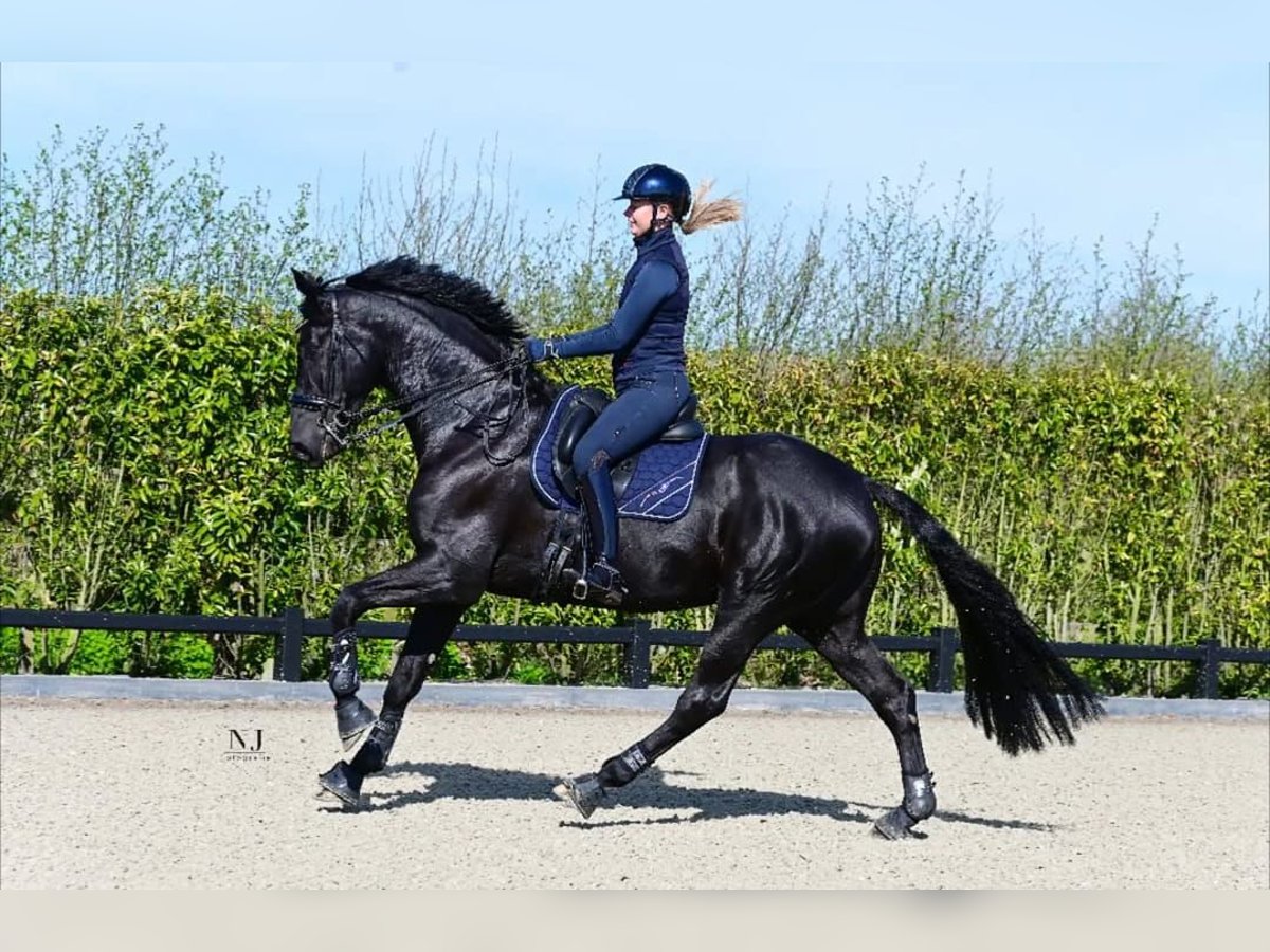 Hannoveriano Caballo castrado 10 años in Z&#xFC;rich