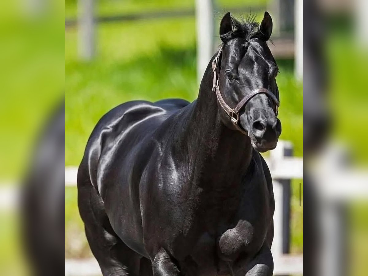 Hannoveriano Caballo castrado 10 años Negro in Zug