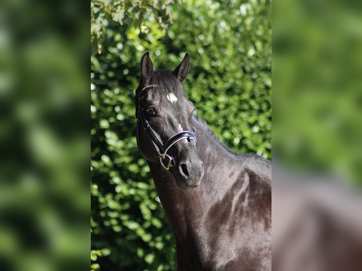 Hannoveriano Caballo castrado 11 años 165 cm Negro in Warstein