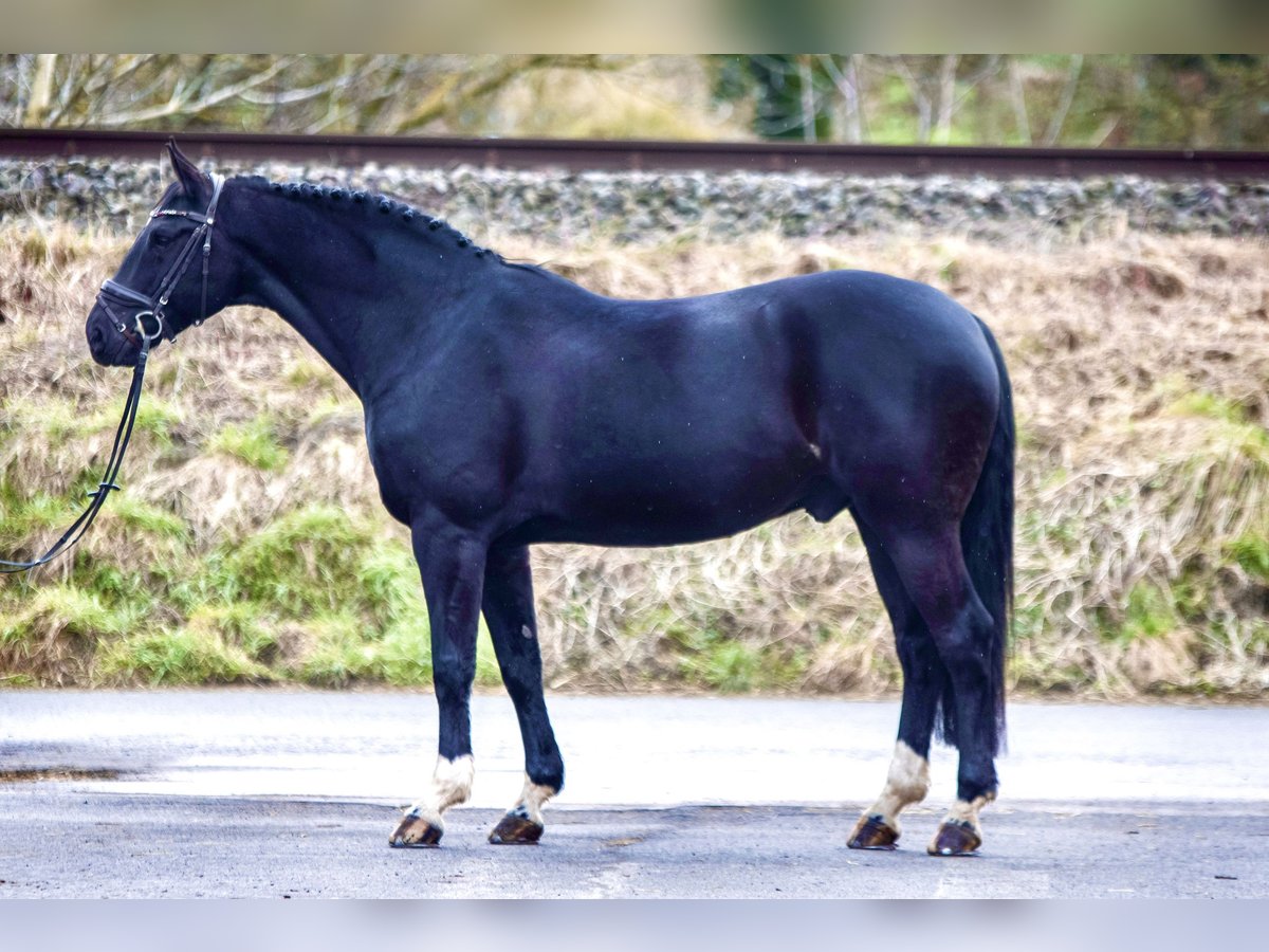 Hannoveriano Caballo castrado 11 años 166 cm Negro in Höxter