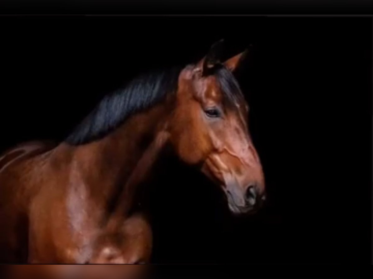 Hannoveriano Caballo castrado 11 años 172 cm Castaño in Beverungen