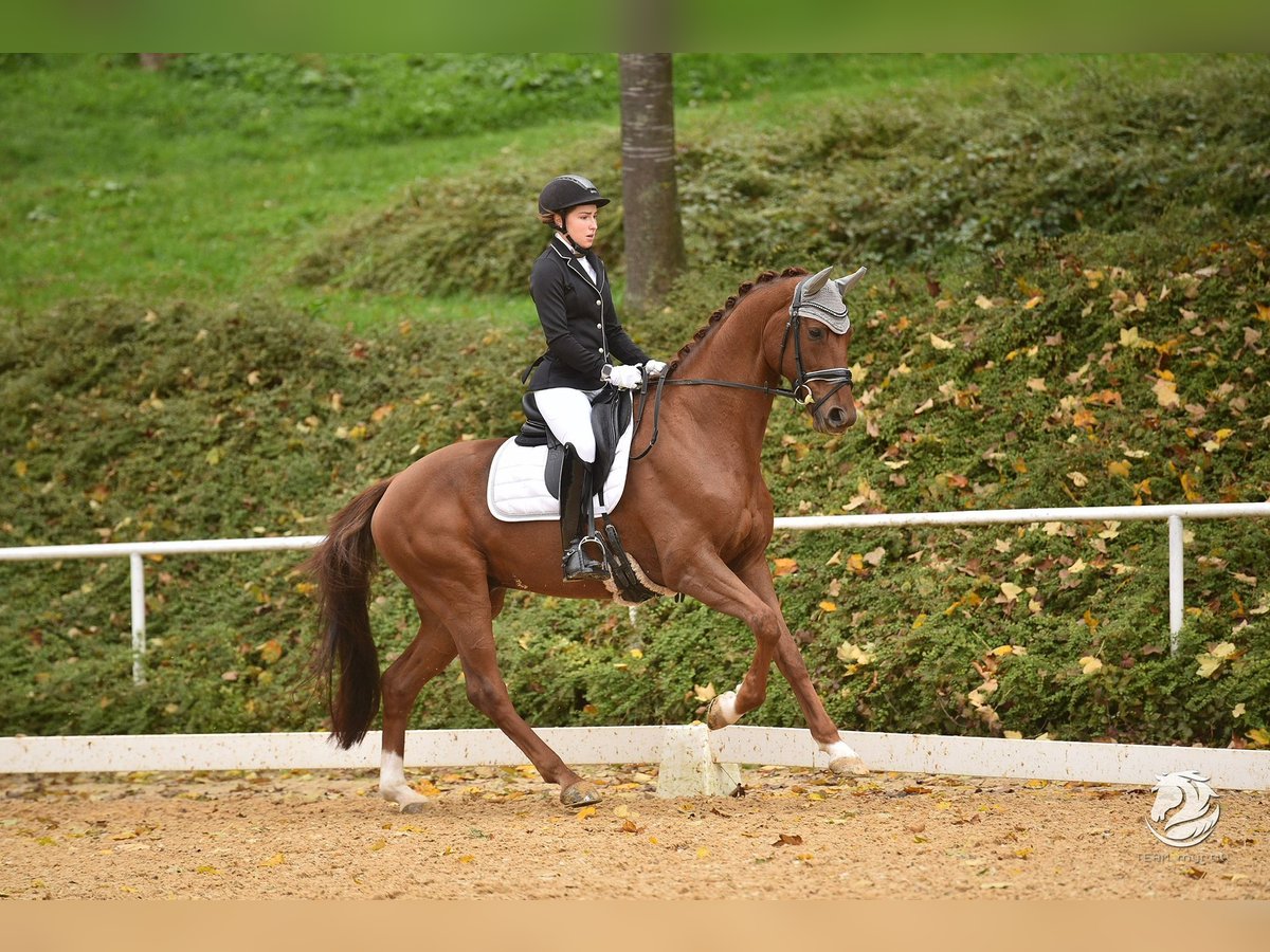 Hannoveriano Caballo castrado 11 años 174 cm Alazán-tostado in Passau