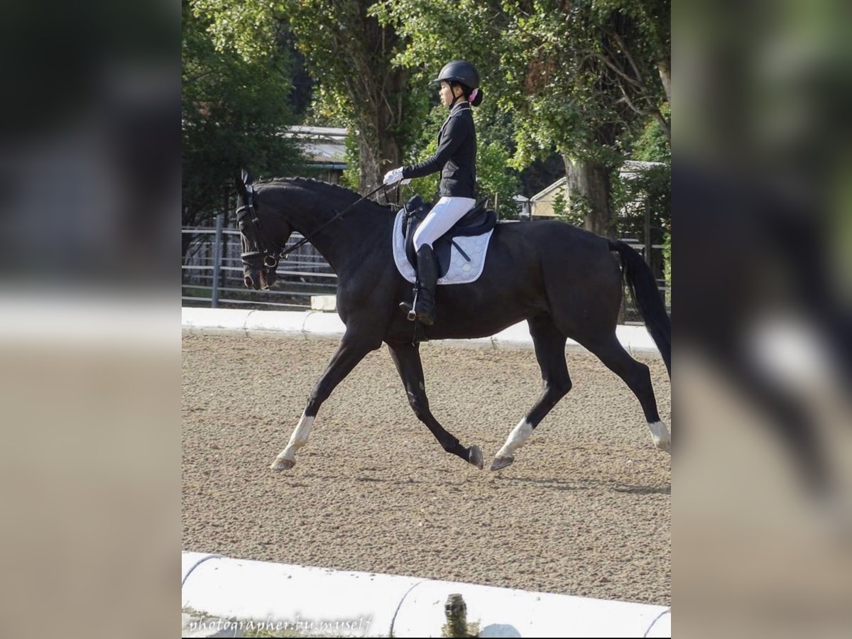 Hannoveriano Caballo castrado 11 años 175 cm Morcillo in Wien, Donaustadt