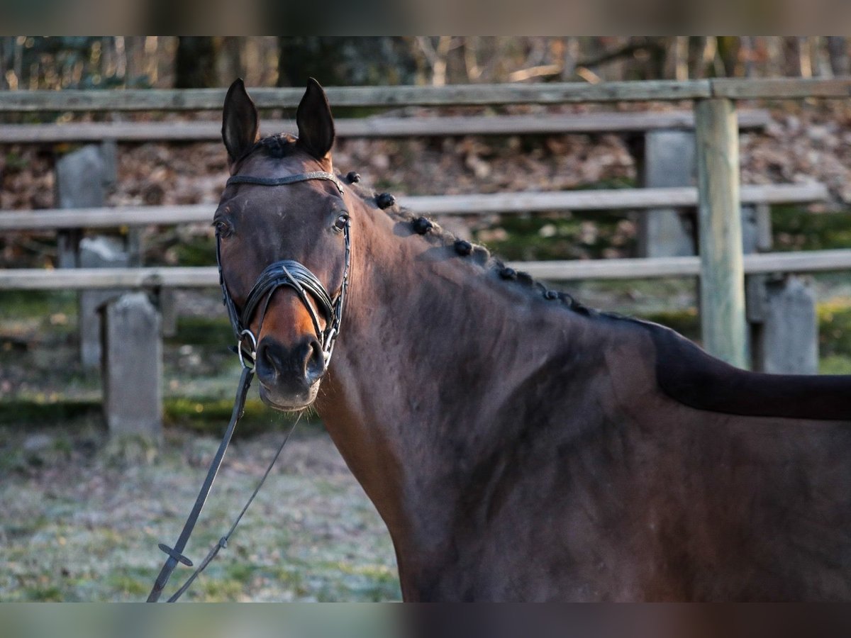 Hannoveriano Caballo castrado 11 años 178 cm Castaño in Wuppertal