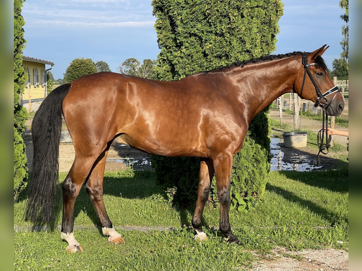 Hannoveriano Caballo castrado 11 años 178 cm Castaño in Ettringen