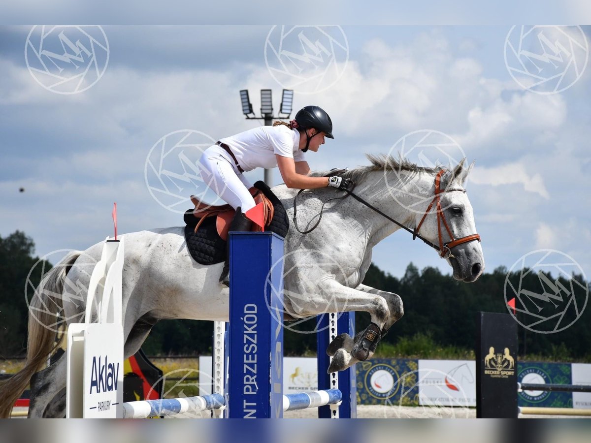 Hannoveriano Mestizo Caballo castrado 11 años 179 cm Tordo picazo in Micha&#x142;owice-Wie&#x15B;