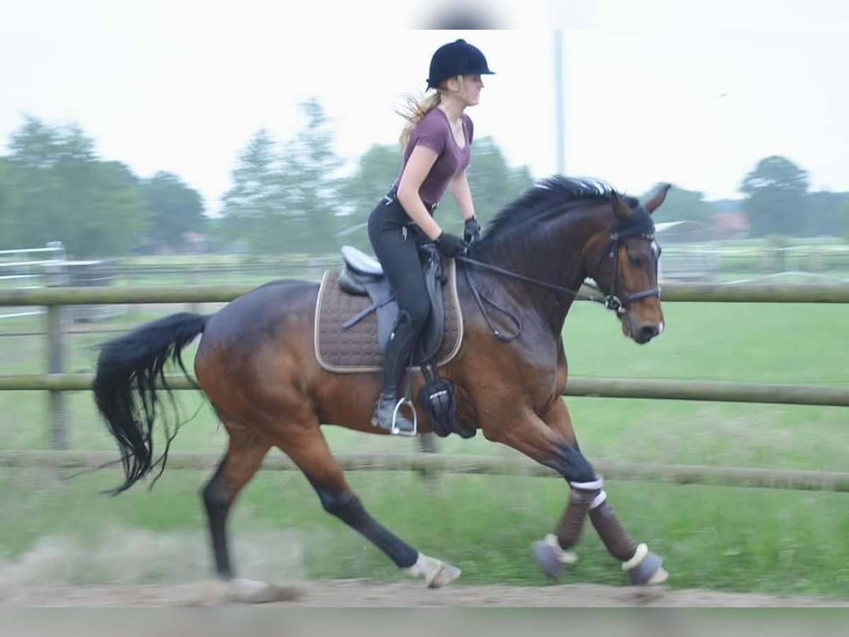 Hannoveriano Caballo castrado 12 años 164 cm Castaño in Oyten