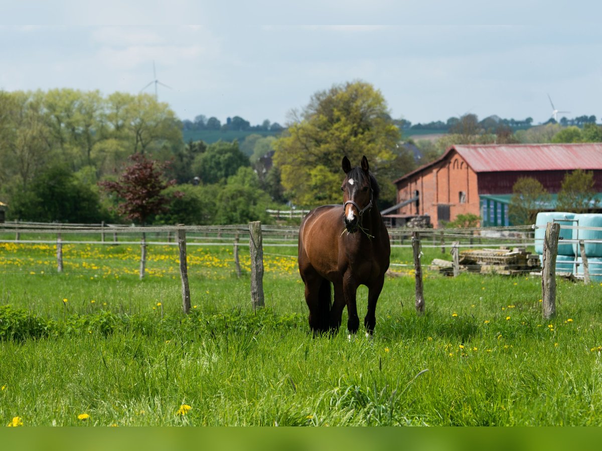 Hannoveriano Caballo castrado 12 años 165 cm Castaño oscuro in Mielsdorf/ Weede