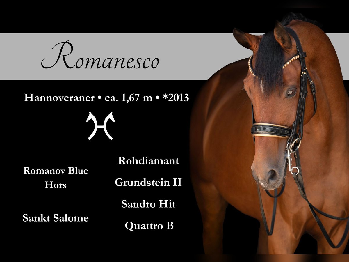 Hannoveriano Caballo castrado 12 años 167 cm Castaño in Wehringen