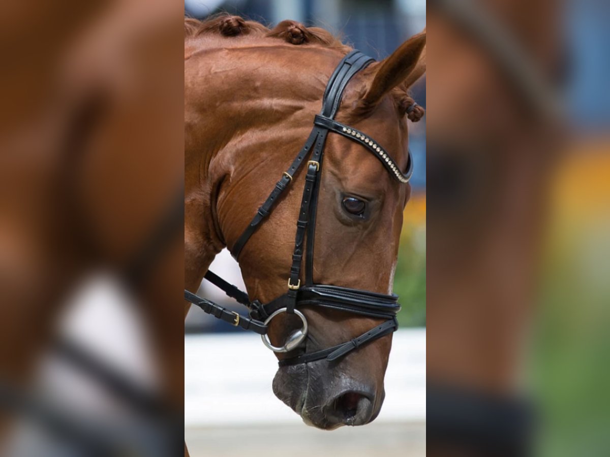 Hannoveriano Caballo castrado 12 años 168 cm Alazán in Leipheim