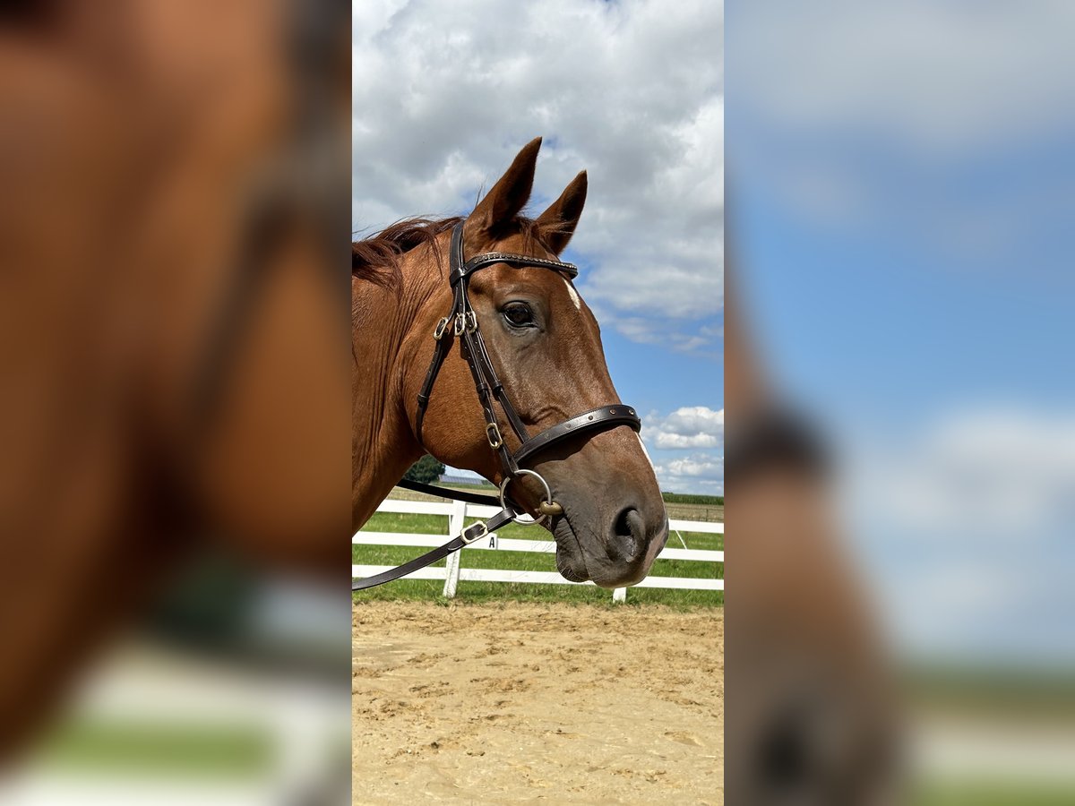 Hannoveriano Caballo castrado 12 años 172 cm Alazán in Bassum