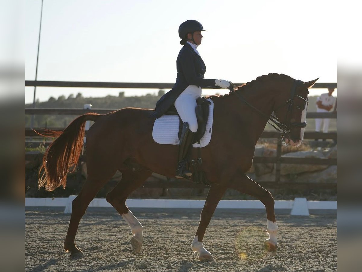 Hannoveriano Caballo castrado 12 años 172 cm Alazán-tostado in Valencia