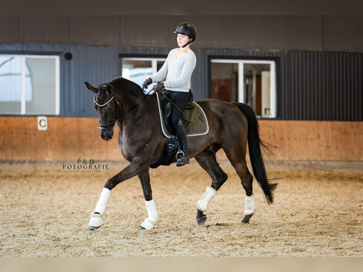 Hannoveriano Caballo castrado 12 años 172 cm Negro in Haltern am See