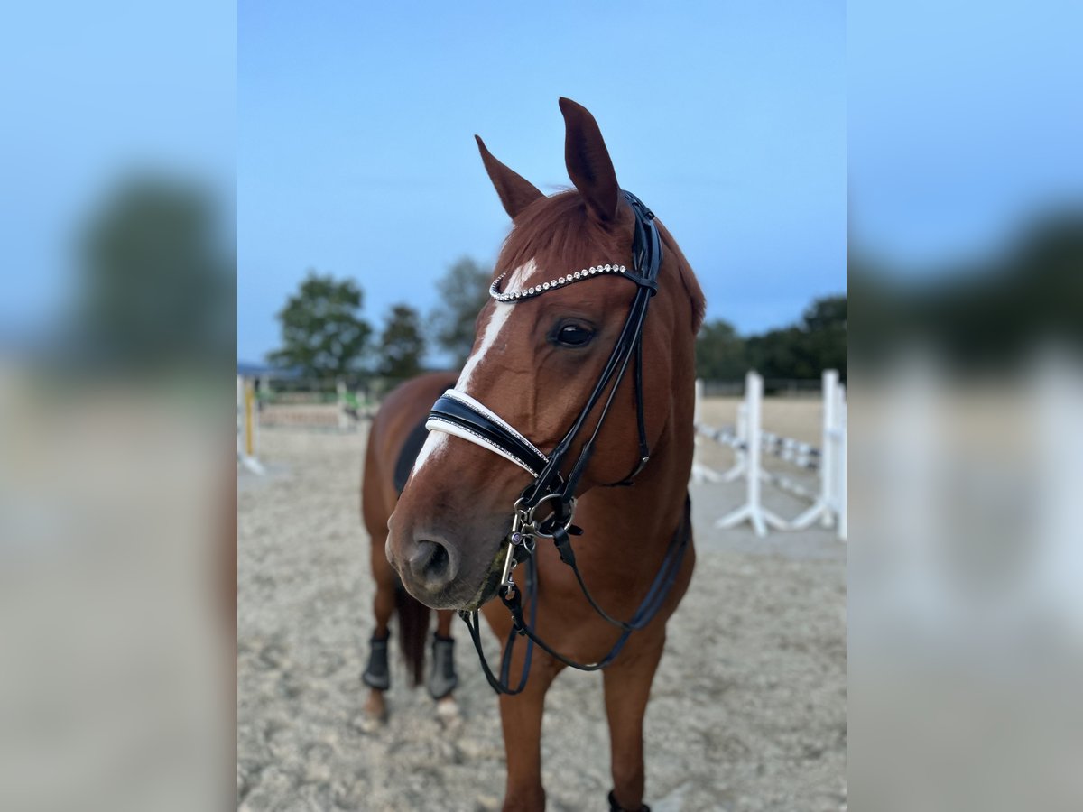 Hannoveriano Caballo castrado 12 años 173 cm Alazán in Usingen