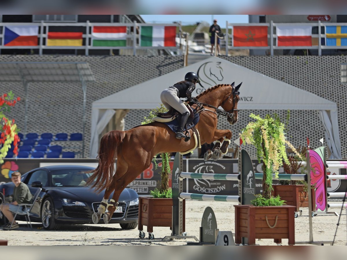 Hannoveriano Caballo castrado 12 años 176 cm Alazán in Brzyków