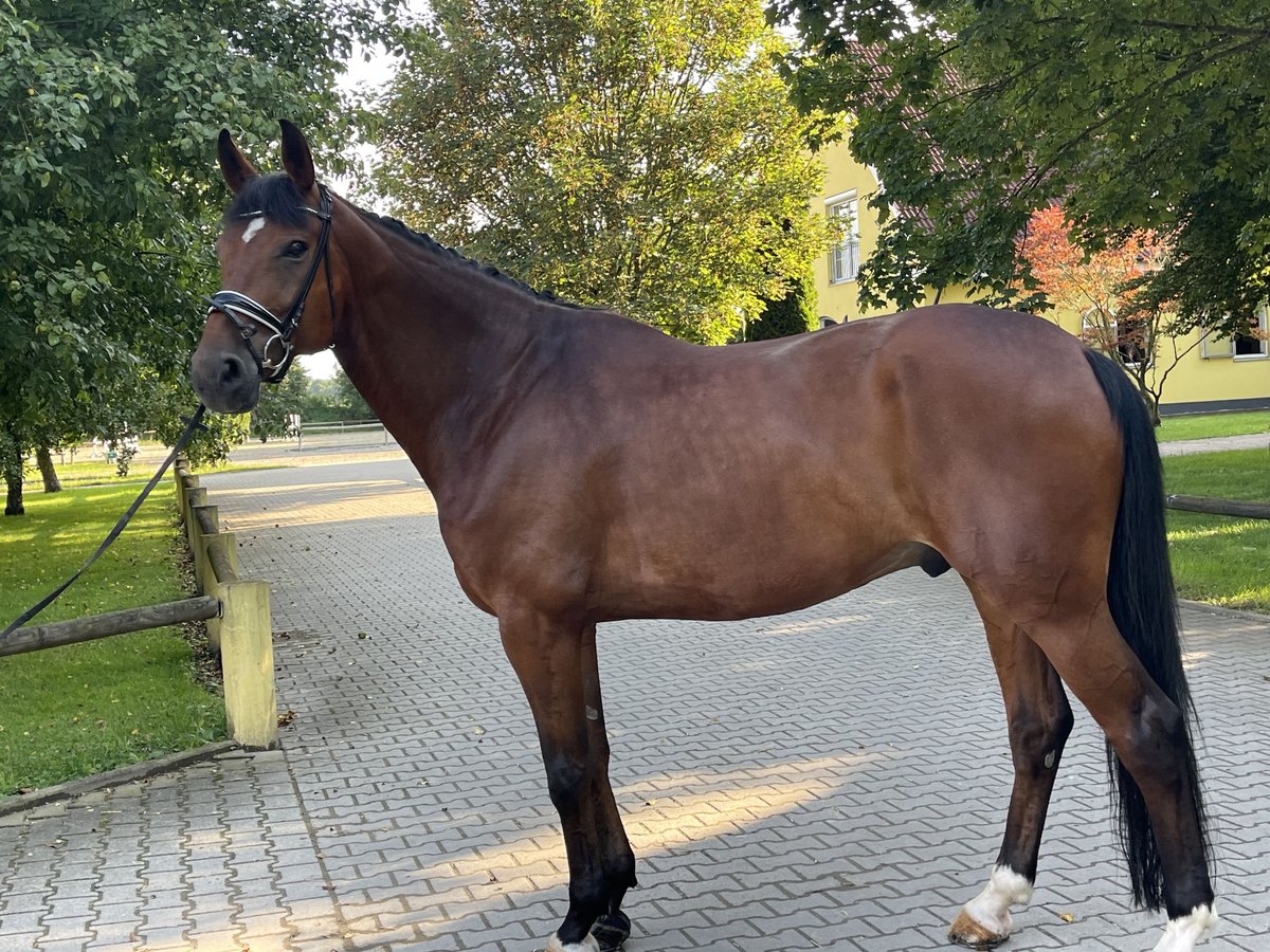 Hannoveriano Caballo castrado 12 años 178 cm Castaño in Ettringen