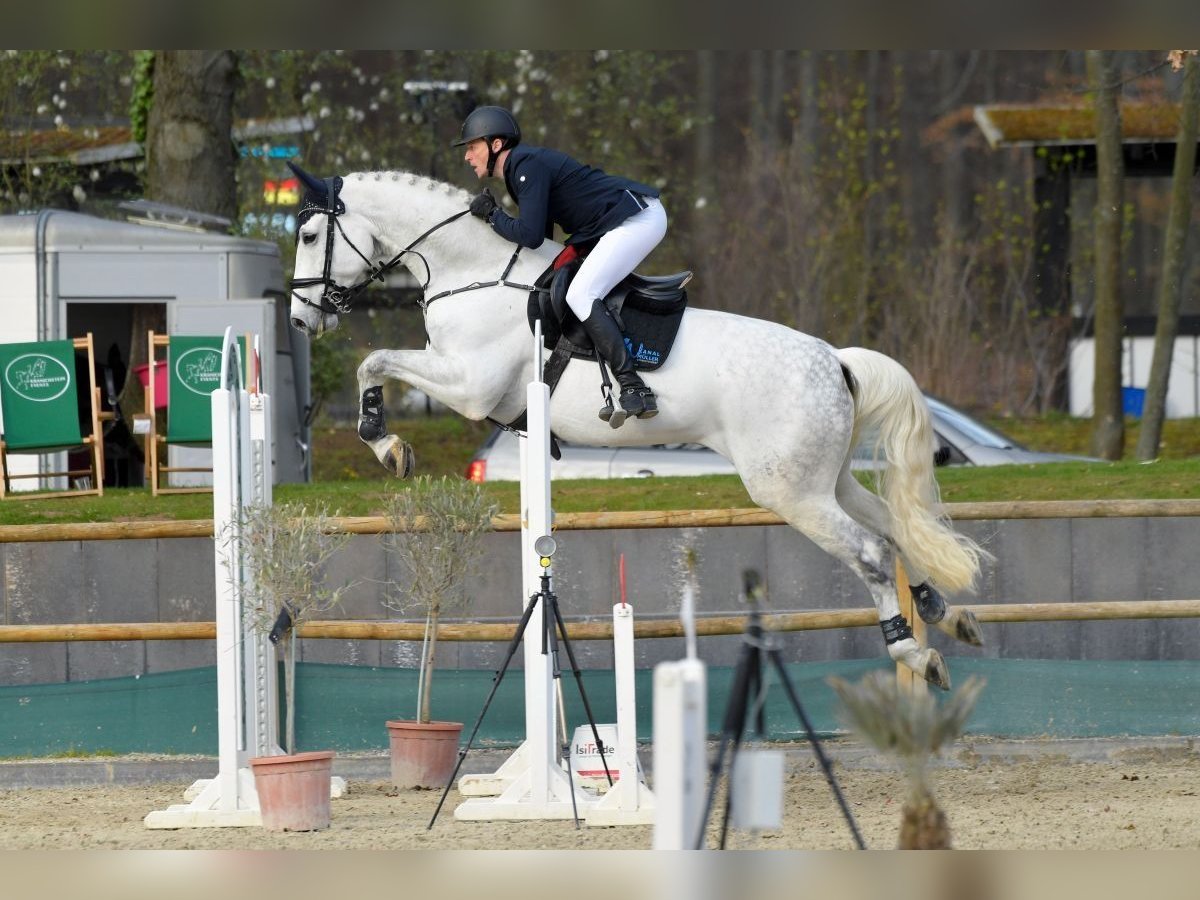 Hannoveriano Caballo castrado 12 años 179 cm Tordo in Babenhausen