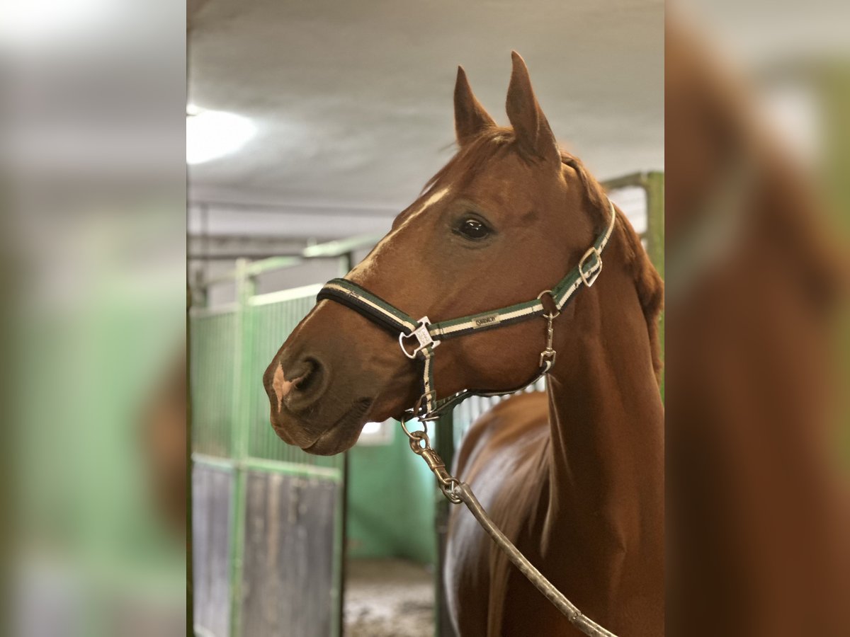 Hannoveriano Caballo castrado 13 años 163 cm Alazán in Bad Salzuflen