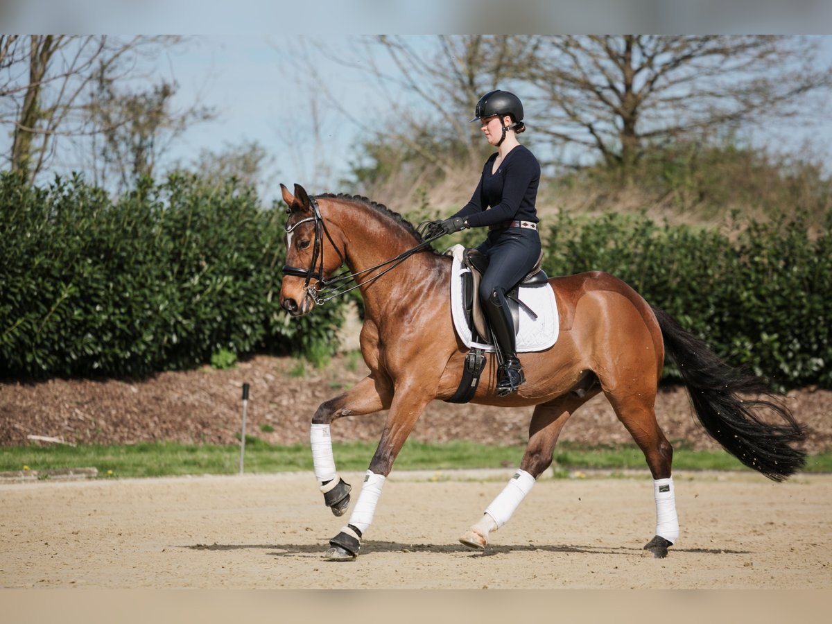 Hannoveriano Caballo castrado 13 años 167 cm Castaño in Lage