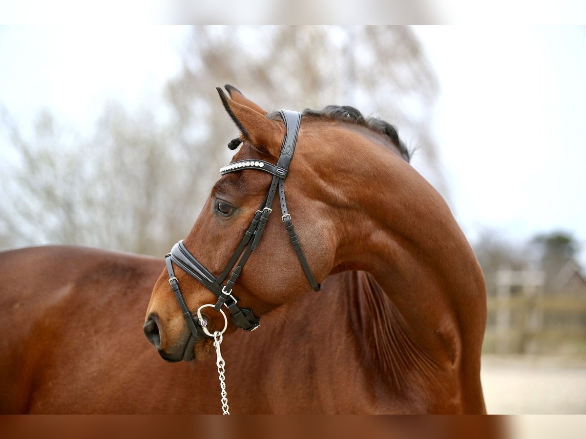 Hannoveriano Caballo castrado 13 años 168 cm Castaño in Klein Meckelsen