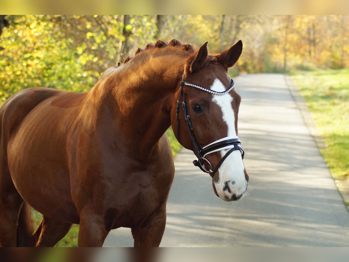 Hannoveriano Caballo castrado 13 años 169 cm Alazán-tostado in Gleichen