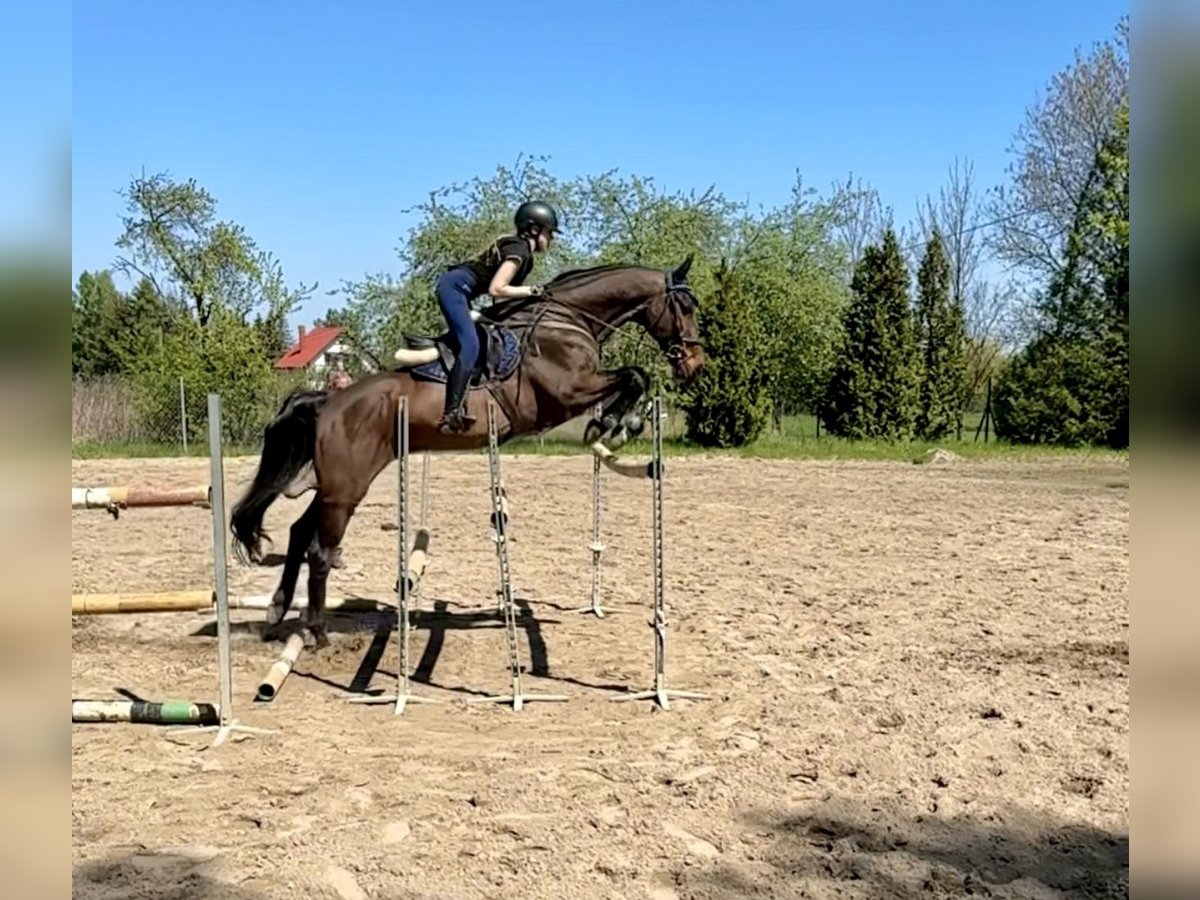 Hannoveriano Caballo castrado 13 años 169 cm Castaño rojizo in Rzgów