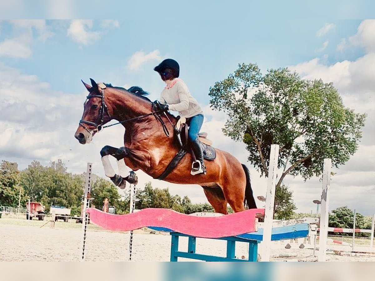 Hannoveriano Caballo castrado 13 años 169 cm Castaño rojizo in Poznań