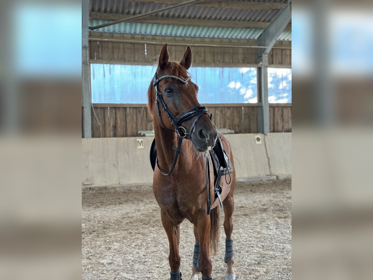 Hannoveriano Caballo castrado 13 años 170 cm in Michelstadt