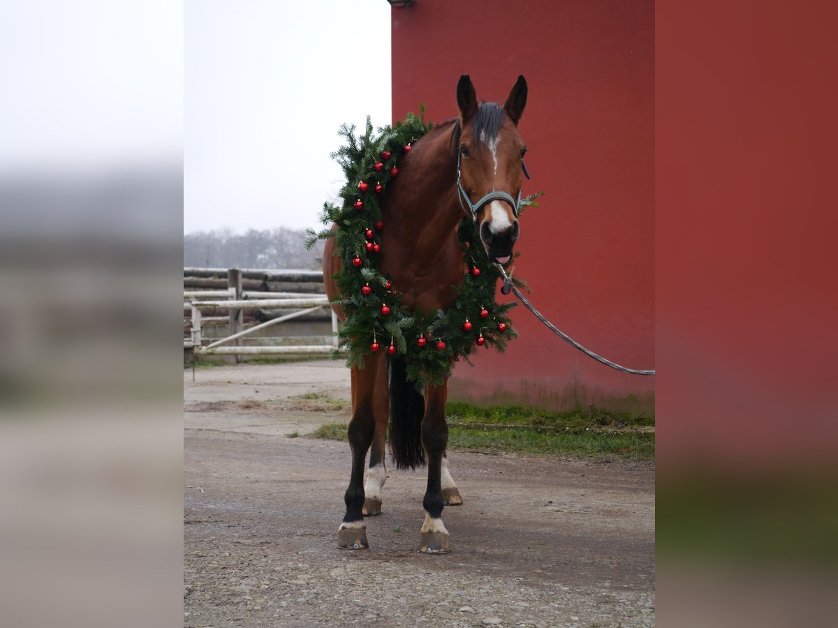 Hannoveriano Caballo castrado 13 años 172 cm Alazán in Breisach am Rhein