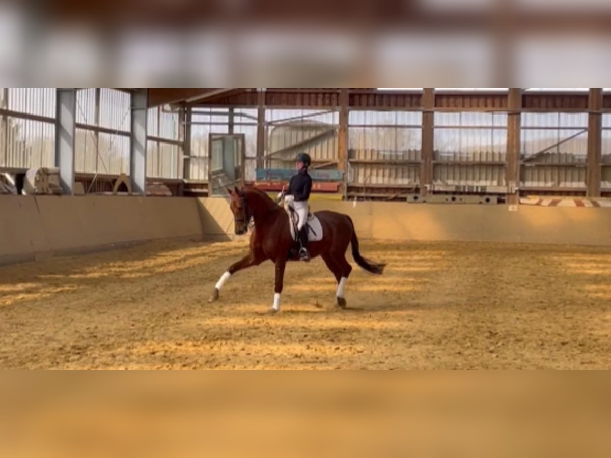 Hannoveriano Caballo castrado 13 años 174 cm Alazán in Asbach