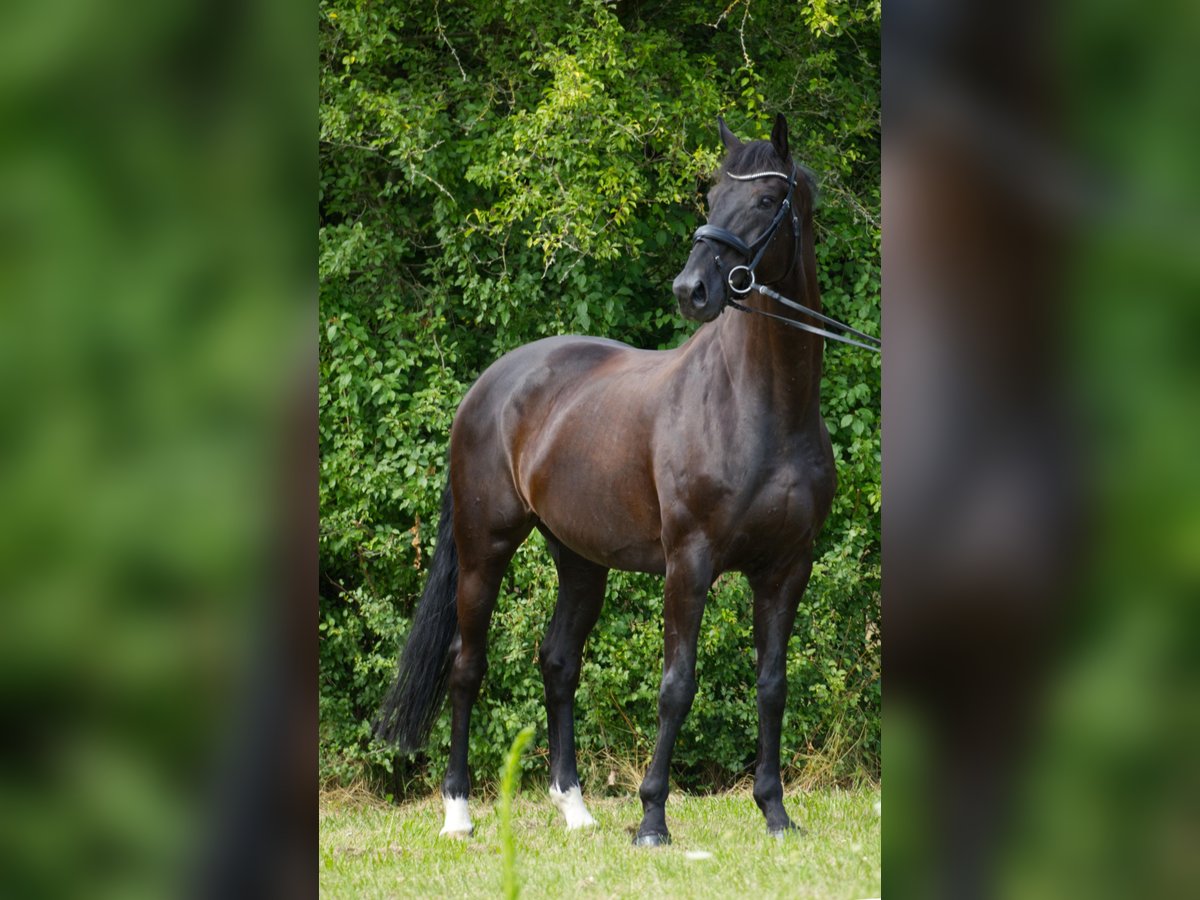 Hannoveriano Caballo castrado 13 años 175 cm Negro in Innsbruck