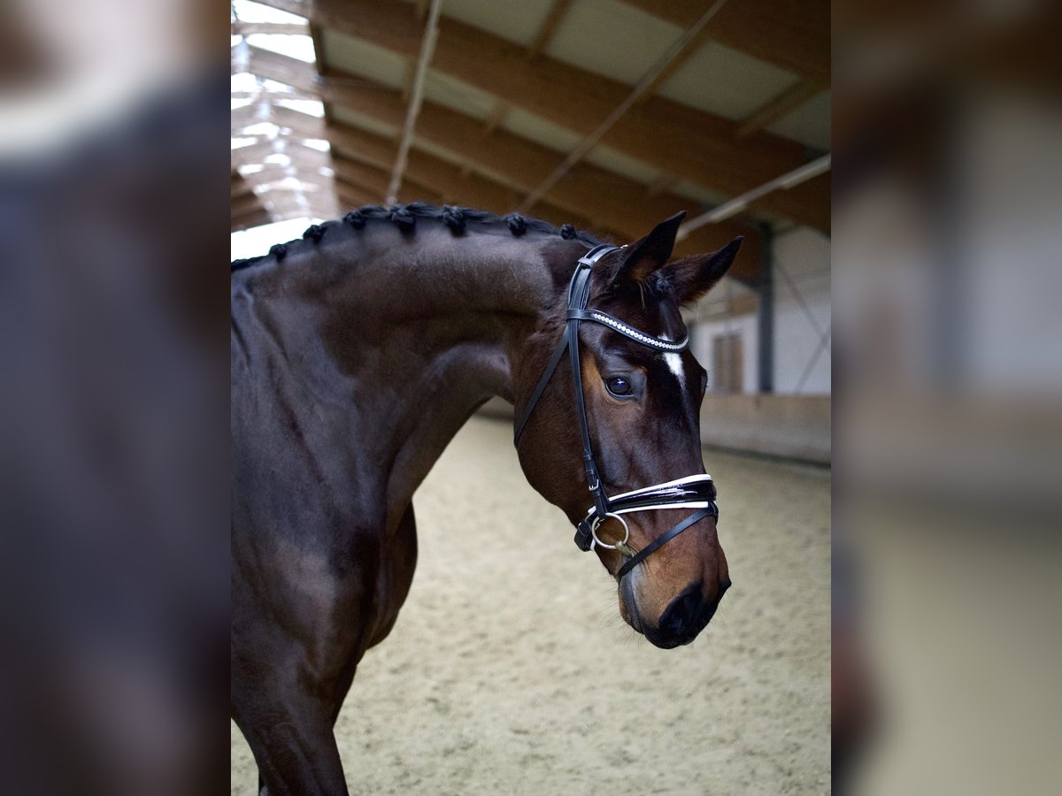 Hannoveriano Caballo castrado 13 años 176 cm Castaño in Altenmarkt