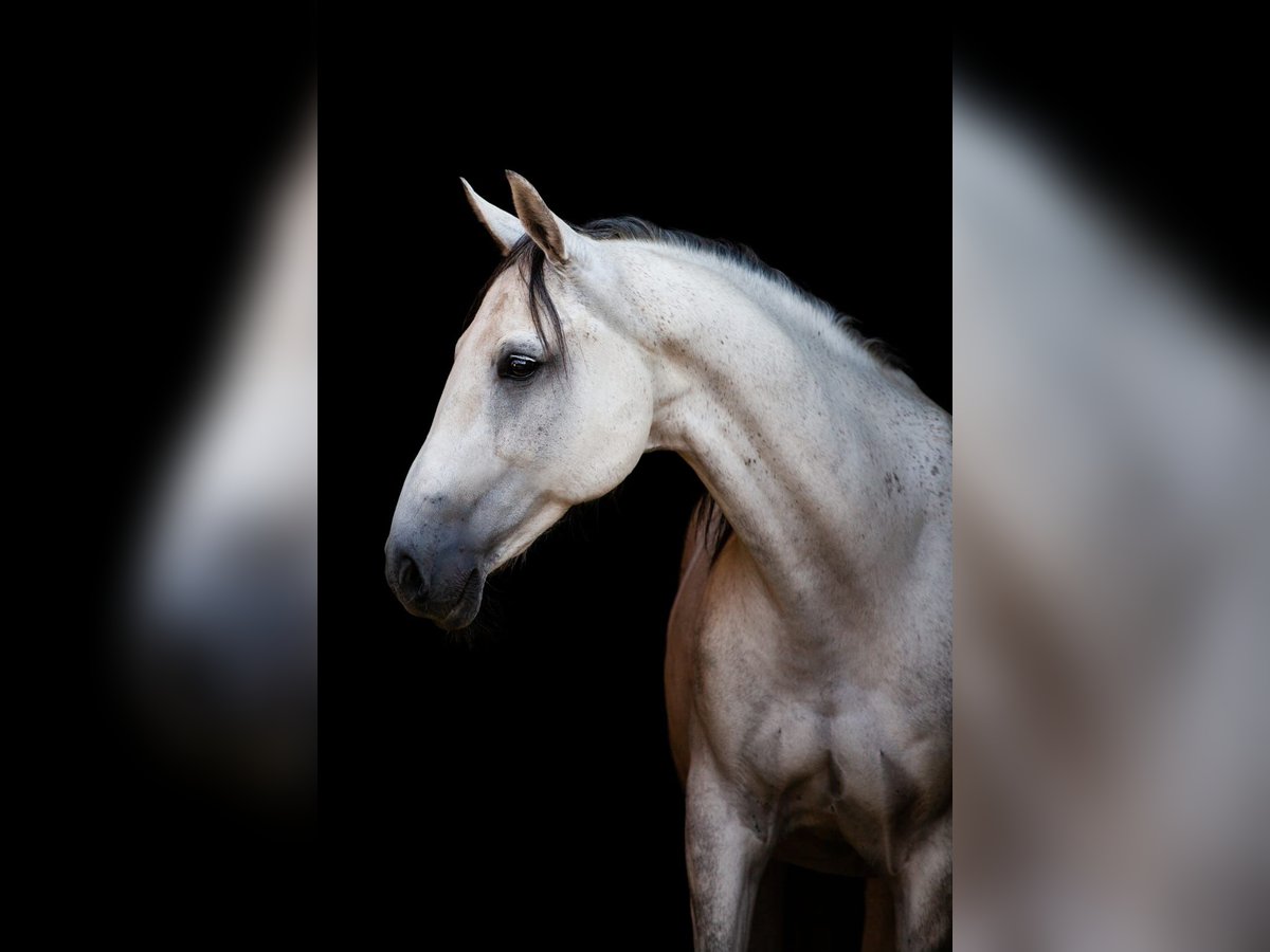 Hannoveriano Caballo castrado 14 años 162 cm Tordo in Osterode am Harz