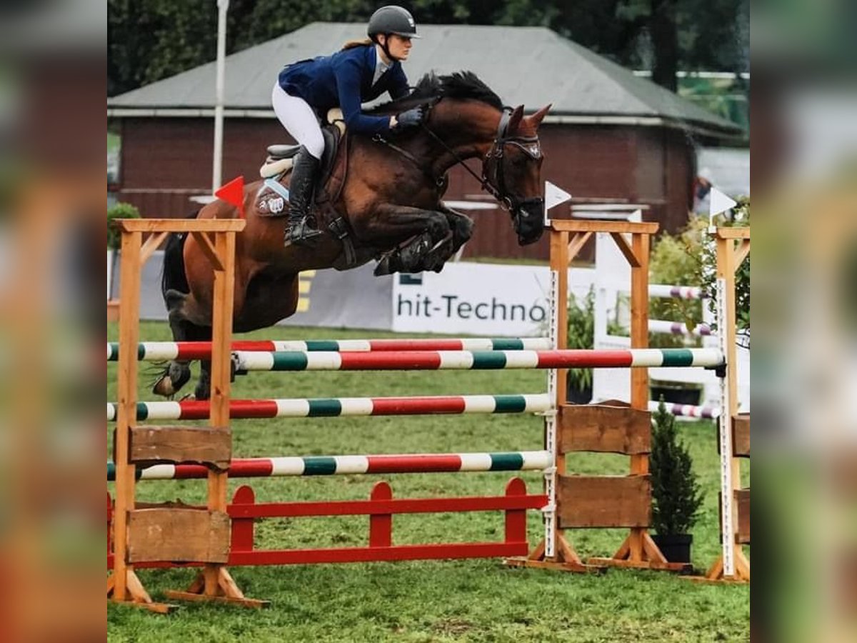 Hannoveriano Caballo castrado 14 años 163 cm Castaño in Ayeneux